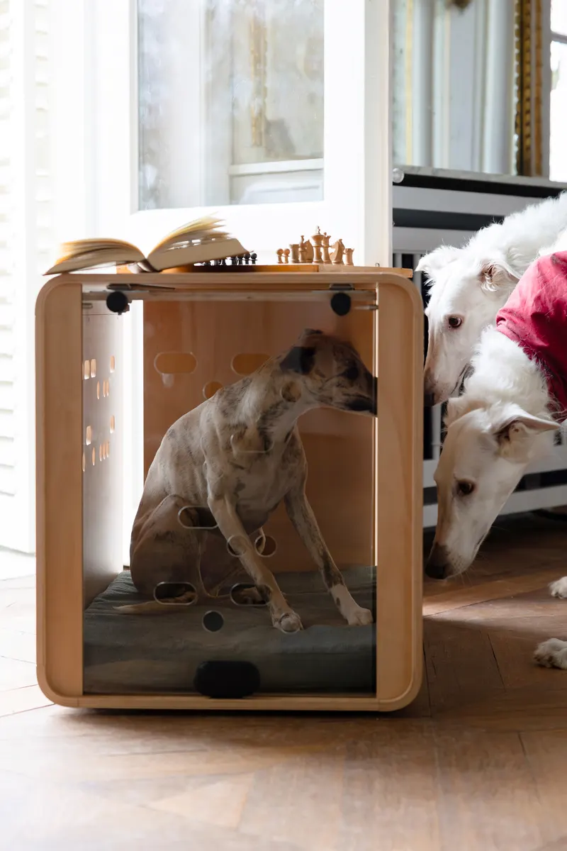 Dog resting inside The Chest behind an acrylic door