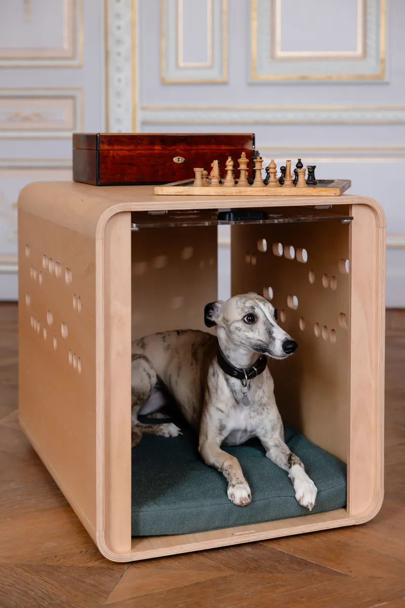 The Chest with a whippet inside