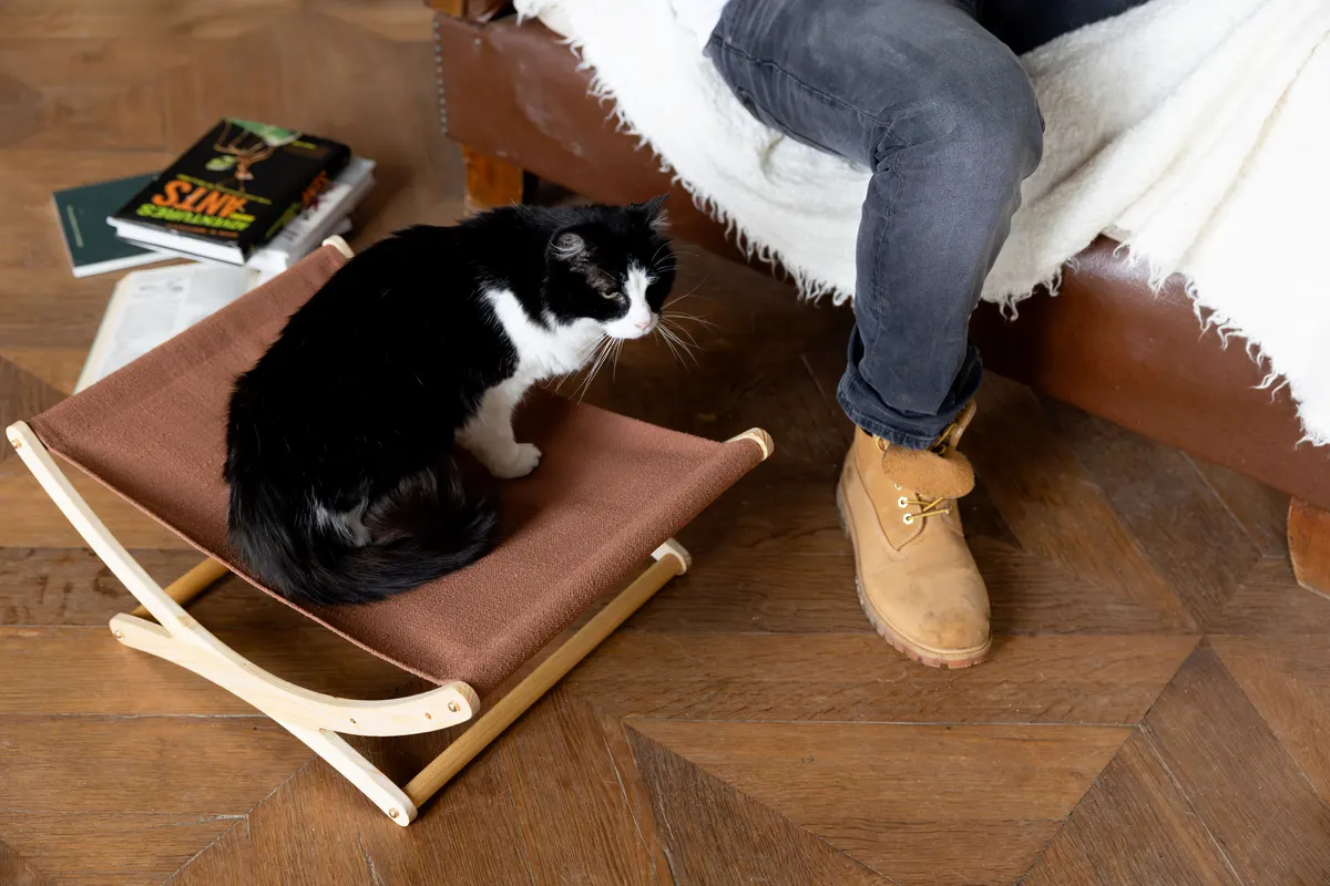 Cat resting on the Curule with red fabric